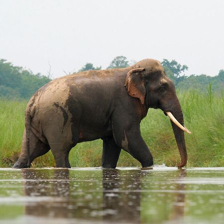 מלון Bardiya Family House - Bardia National Park מראה חיצוני תמונה