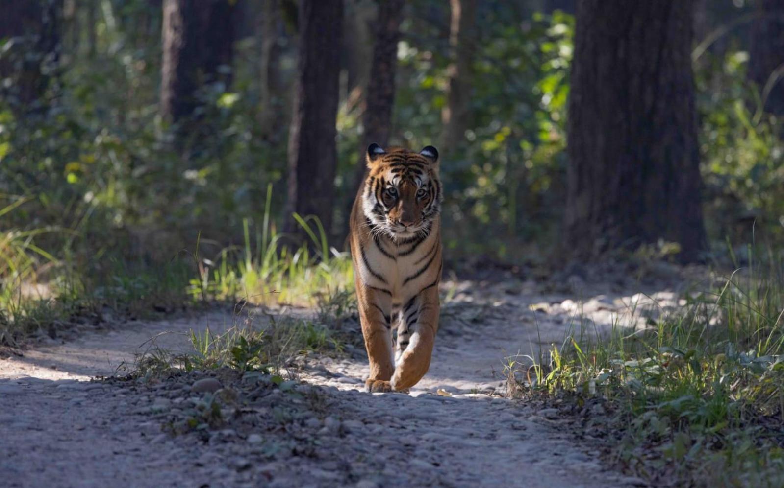 מלון Bardiya Family House - Bardia National Park מראה חיצוני תמונה