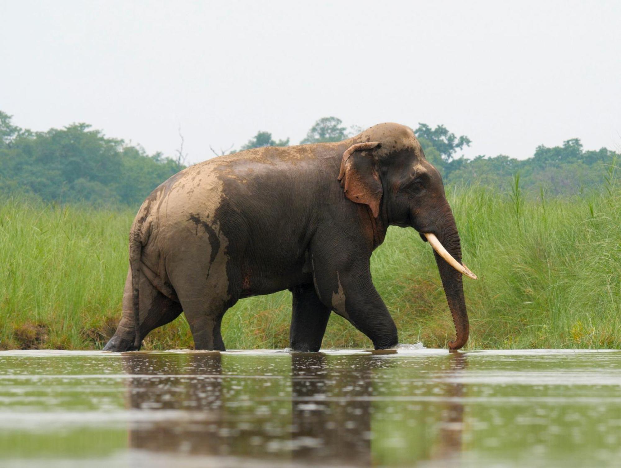 מלון Bardiya Family House - Bardia National Park מראה חיצוני תמונה